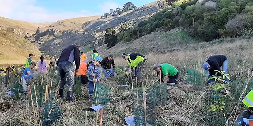 Te Awa Kura - Barnett Park Community Planting Event