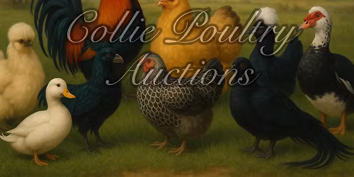 FIRST COLLIE POULTRY AUCTION 2026