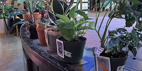 \ud83d\udc83Drag Loteria with Plants\ud83e\udeb4