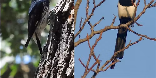 Christmas Bird Count Review and Prep