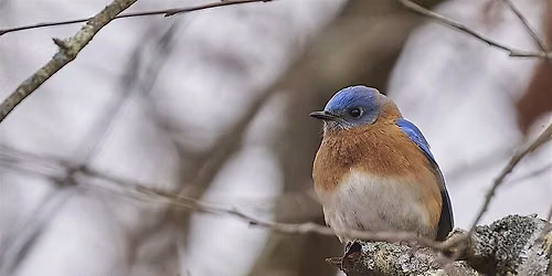 Bird and Breakfast: Adult Program, $4 per adult upon arrival