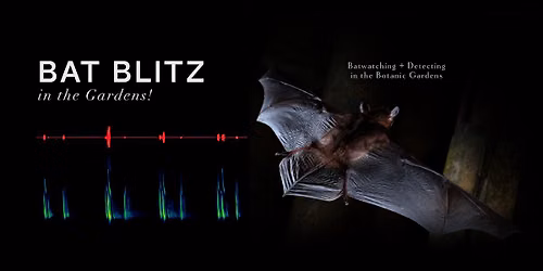 Bat Walk at Singapore Botanic Gardens
