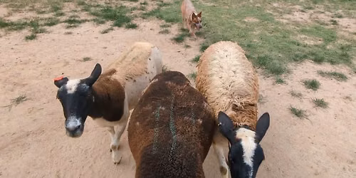 Herding Club of the Carolinas DECEMBER HERDING TRIAL -Buckle Series Event 2