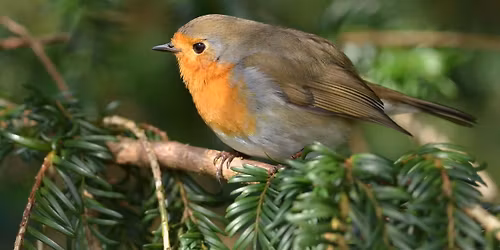 Balade naturaliste : le monde magique et po\u00e9tique des oiseaux 