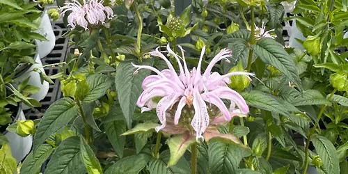 Great East Texas Natives II: Groundcovers, Annuals and Perennials