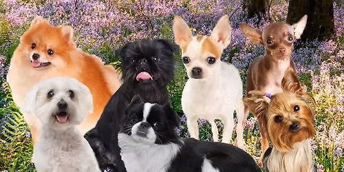 Small Dog Paw-ty EVERY SUNDAY!! 3:00-4:00! 