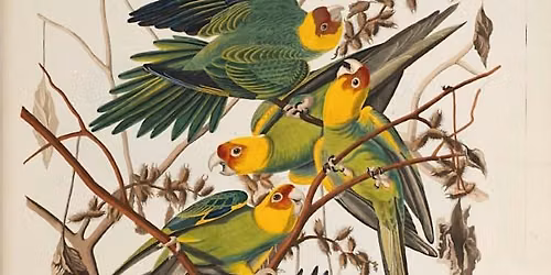 Beyond Audubon:  Exploring the colonial world of The Birds of America
