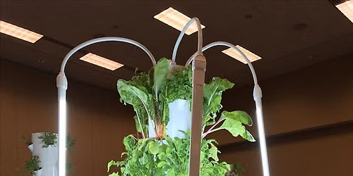Growing Greens for the Holidays and Your Bunnies