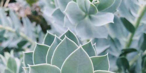 Theta healing Plant Seminar