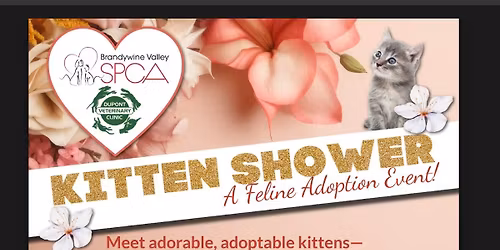 Kitten Shower Adoption Event 