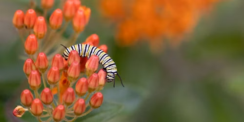 The Extraordinary Caterpillar Screening
