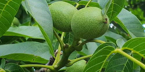 O\u0159e\u0161\u00e1k \u2013 35 let