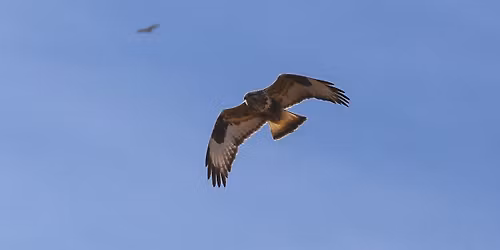 Beyond the Field Guide