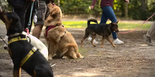 \u015aWINOUJ\u015aCIE: Spacer socjalizacyjno-treningowy dla ps\u00f3w