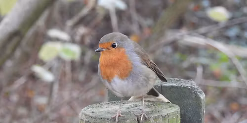 Watercolour Painting -Winter birds & berries with Vivien McGuinness 