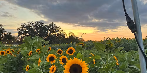 Sunflower Roots Playdate
