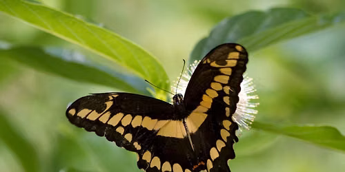 All About Butterflies