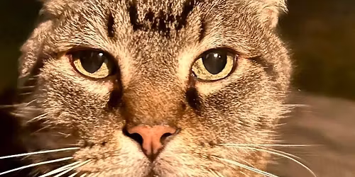 The Mom Market Collective