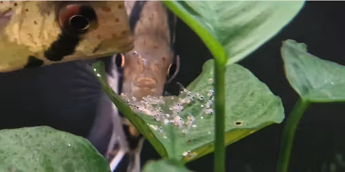 Medlemsm\u00f8te og klubbauksjon 