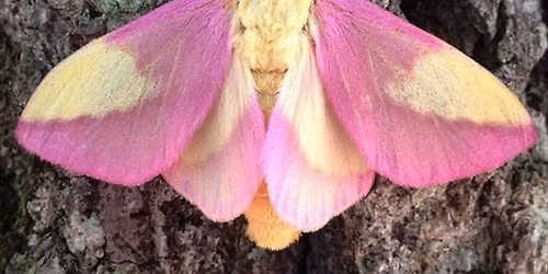 Moth Night