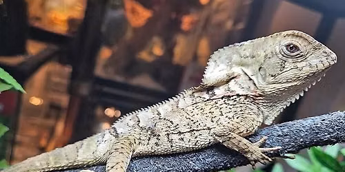 Hands on Animals with the Reptile Nook!