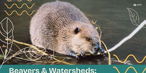 Beavers & Watersheds: Engineering Resilience