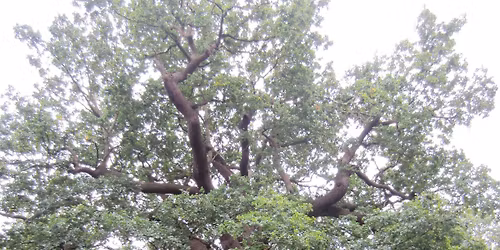 Easy Access Panshanger Great Oak Walk