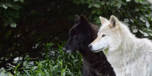 Full Moon Fundraiser- Pink Moon