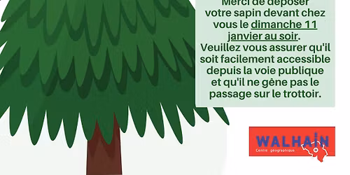 Collecte des sapins de No\u00ebl naturels \u00e0 Walhain