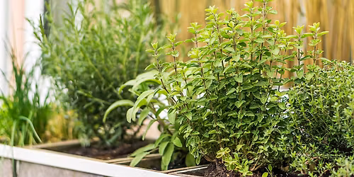 Container Gardening: Herbs Galore!