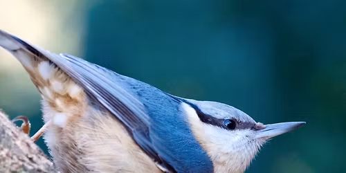 Bird Walk