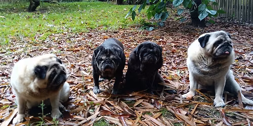 Pug Playgroup Meet up 