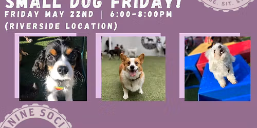 Small Dog Friday! 