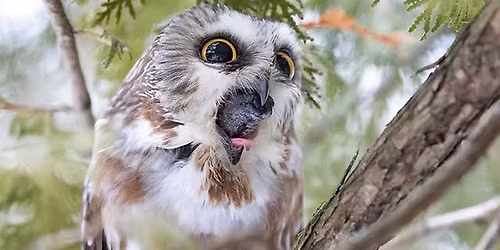 Owl pellet dissection workshop