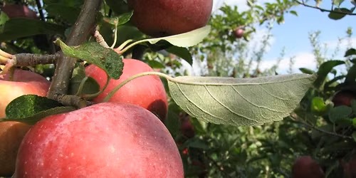 46th Annual Apple Country Fair