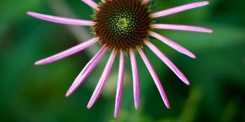 Pi Day at the Conservatory
