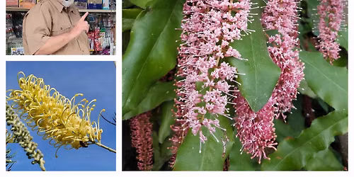 SAN DIEGO:  Proteaceae with John Clements
