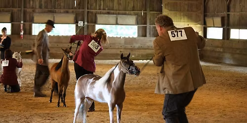 Elmira Spring AMHR\/ASPC Horse Show 