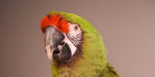 CARE 2025 Monthly Grooming