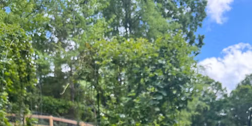 Baby Chick In home Experience! 