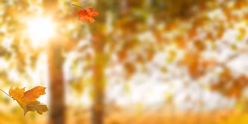 Efter\u00e5rets farver: L\u00f8vfaldstur i Bjerre Skov