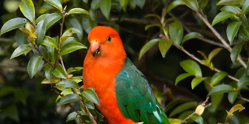 Bird-spotting walks
