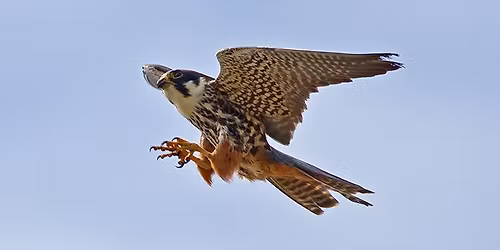 FREE Making Space for Nature: Environmental Mitigation and Biodiversity Net Gain