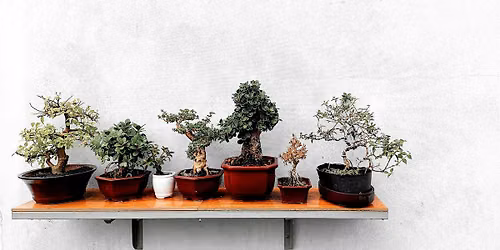 The Art of Bonsai to Find Inner Peace