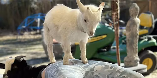 GGA Dwarf Goat Yoga Class