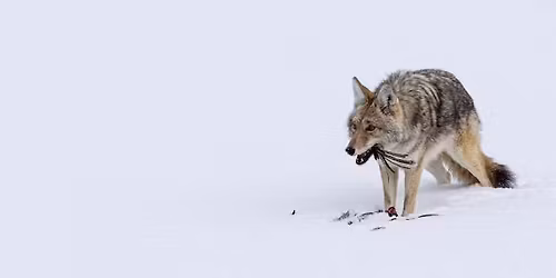 MIPS Challenge Trophy Interclub PDI League Competition