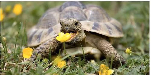 Reptile Meet & Greet