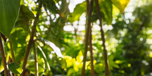 Dzie\u0144 Herbaty w Palmiarni Pozna\u0144skiej