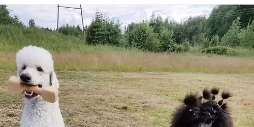 Villakoirien TOKO-koulutukset Kupittaalla