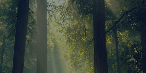 Forest Retreat